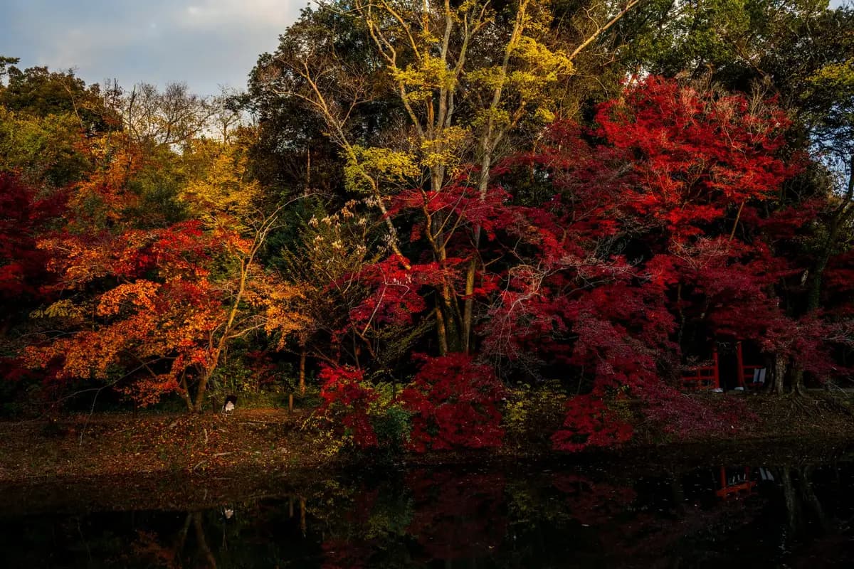 La UNESCO paga 10.000 dólares por investigar en Japón, pero no se postula ahí